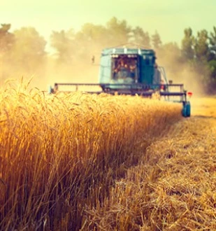 barley field during harvest