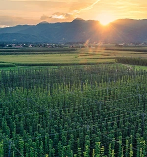 hops field landscape